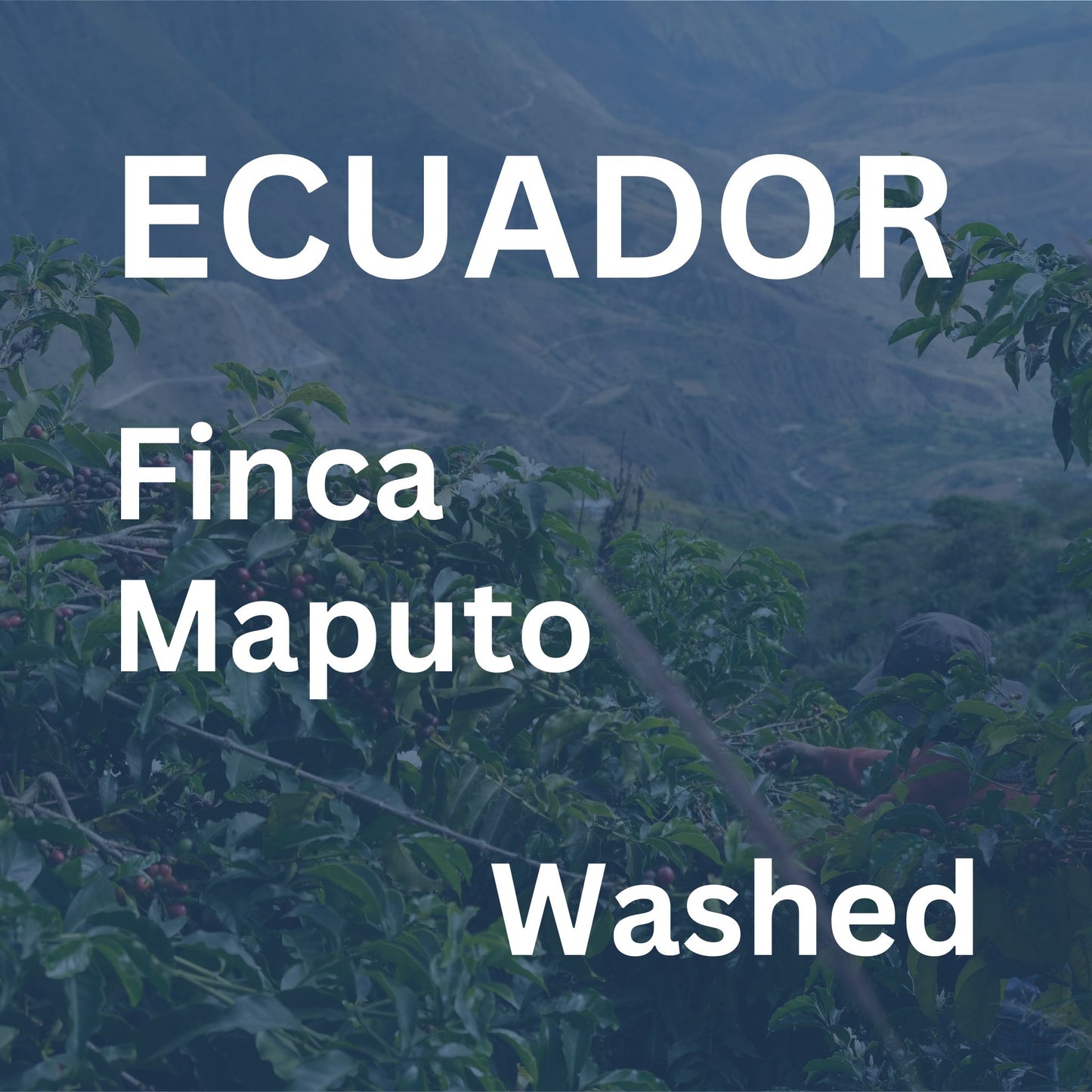 Ecuador Finca Maputo Washed