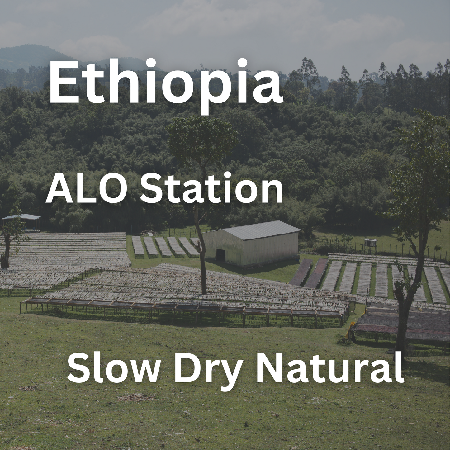 Ethiopia ALO Station Slow Dry Natural