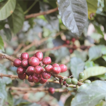 Ecuador Hacienda La Papaya Washed