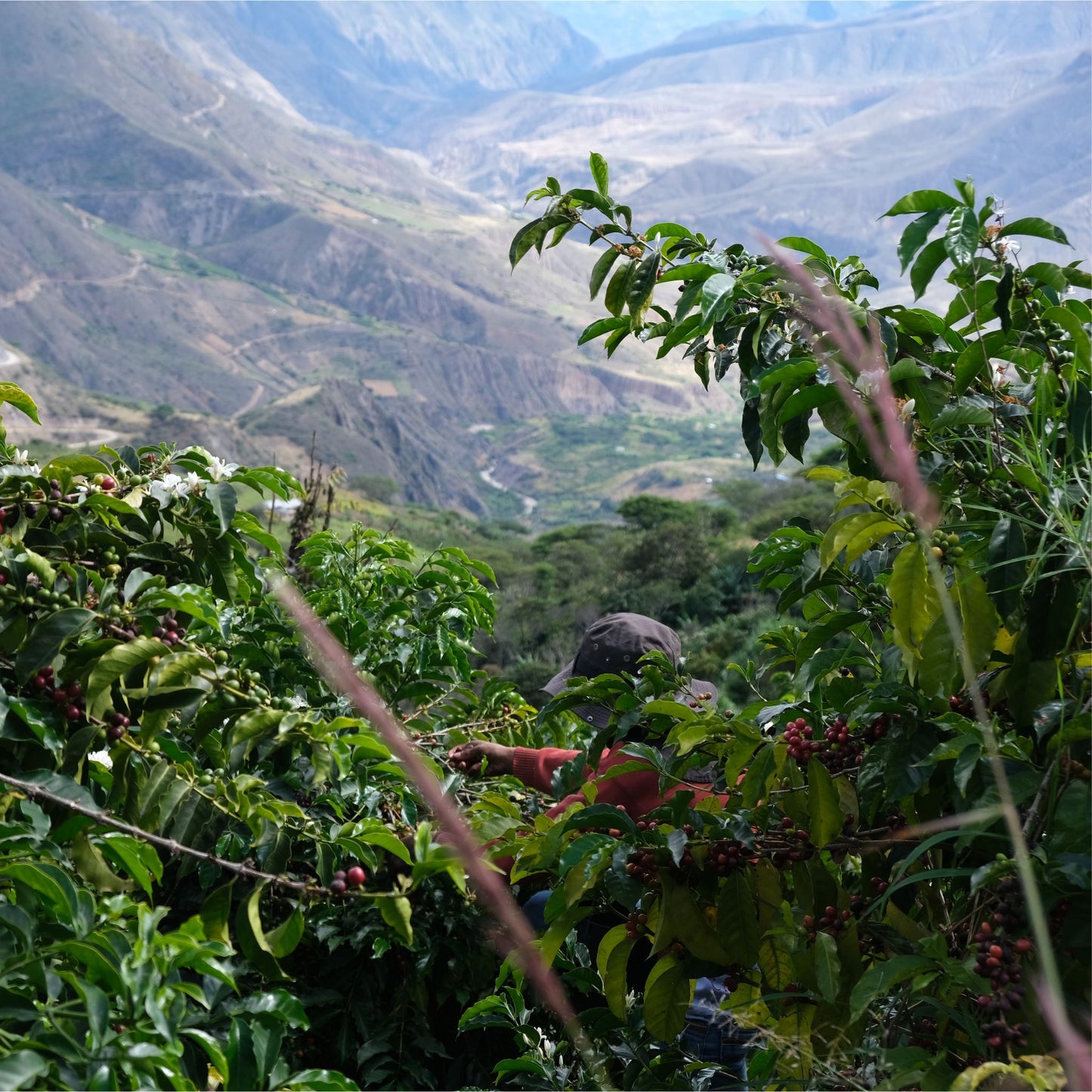 Ecuador Finca Maputo Washed